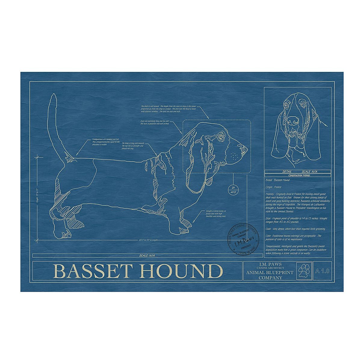 Dog Blueprints - Basset Hound