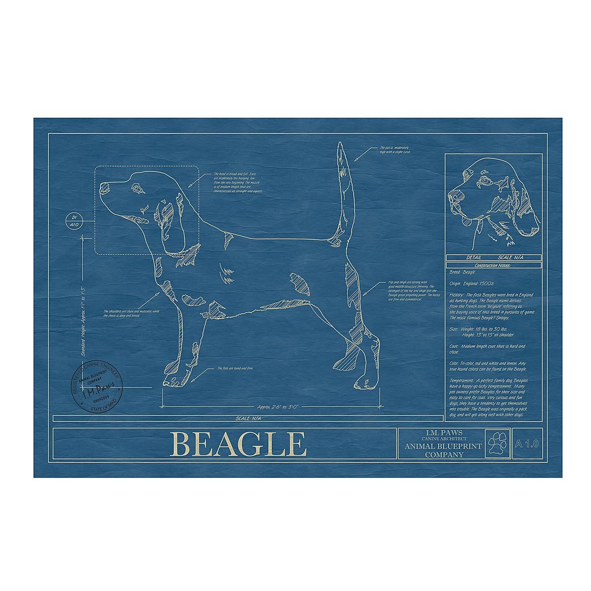 Dog Blueprints - Beagle