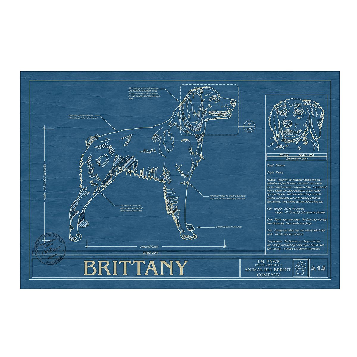 Dog Blueprints - Brittany