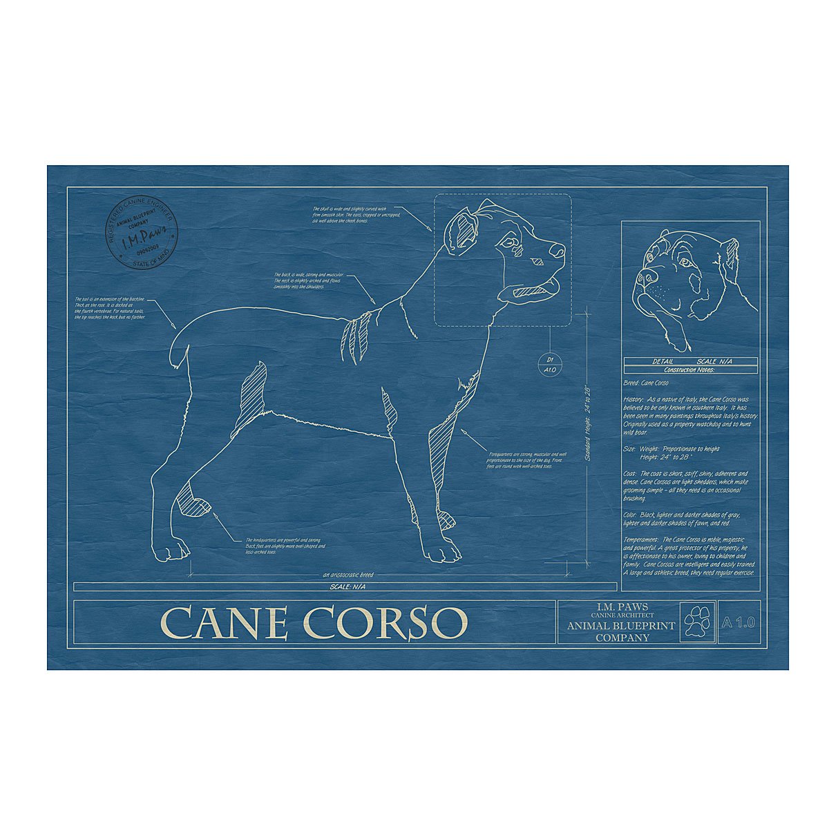 Dog Blueprints - Cane Corso