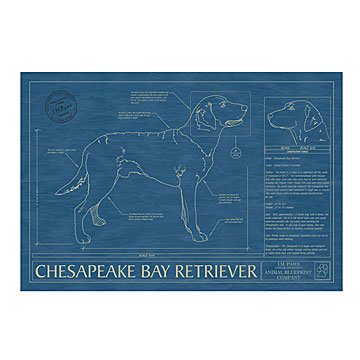 Dog Blueprints