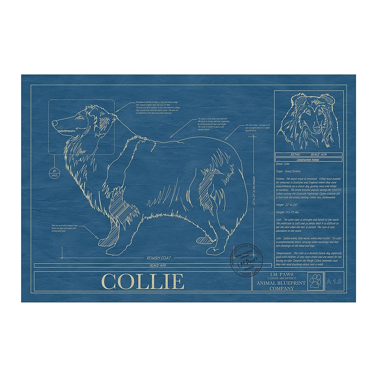 Dog Blueprints - Collie