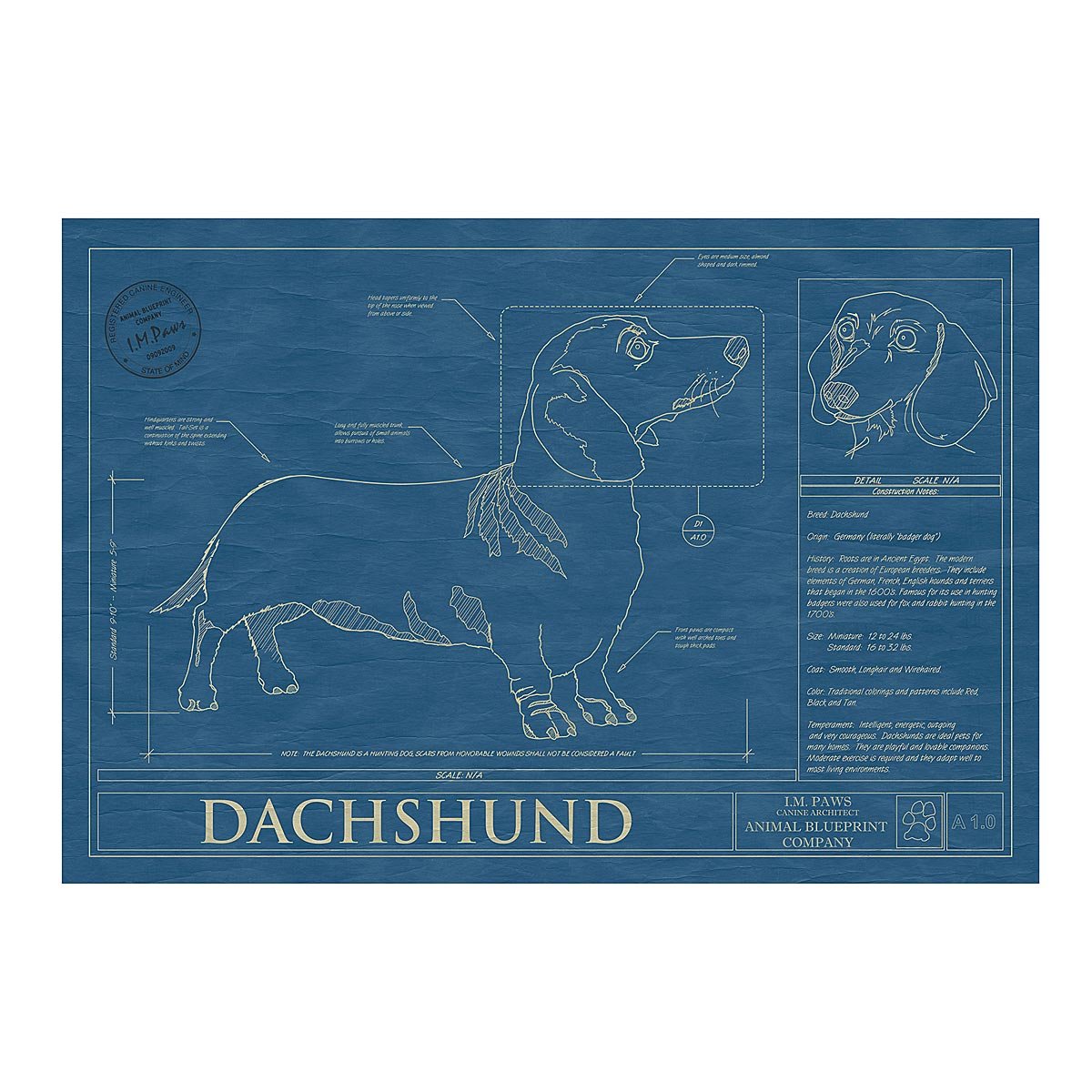 Dog Blueprints - Dachshund