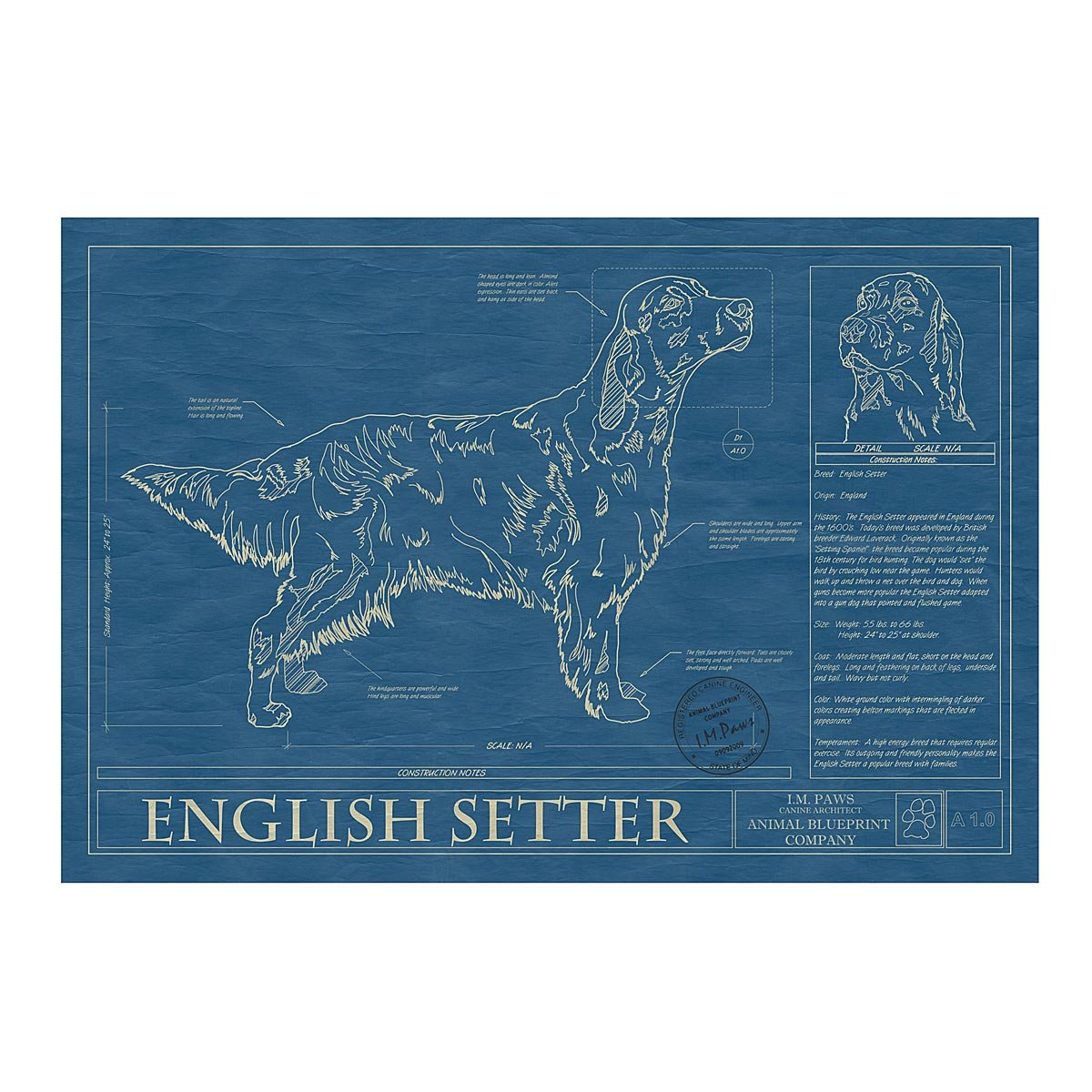 Dog Blueprints - English Setter