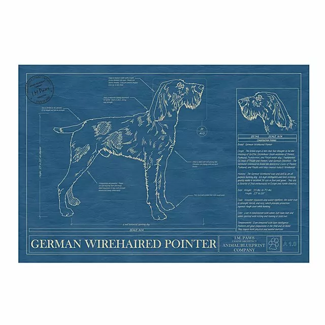 German Wirehaired Pointer