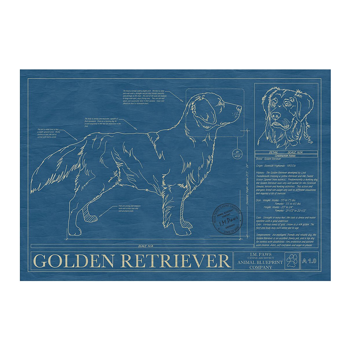 Dog Blueprints - Golden Retriever