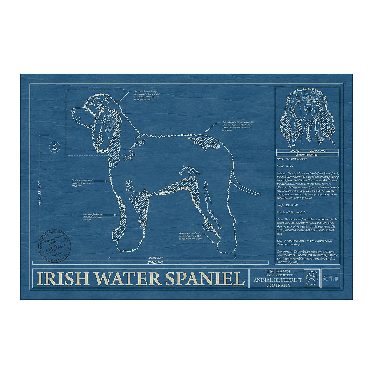 Dog Blueprints - Irish Water Spaniel