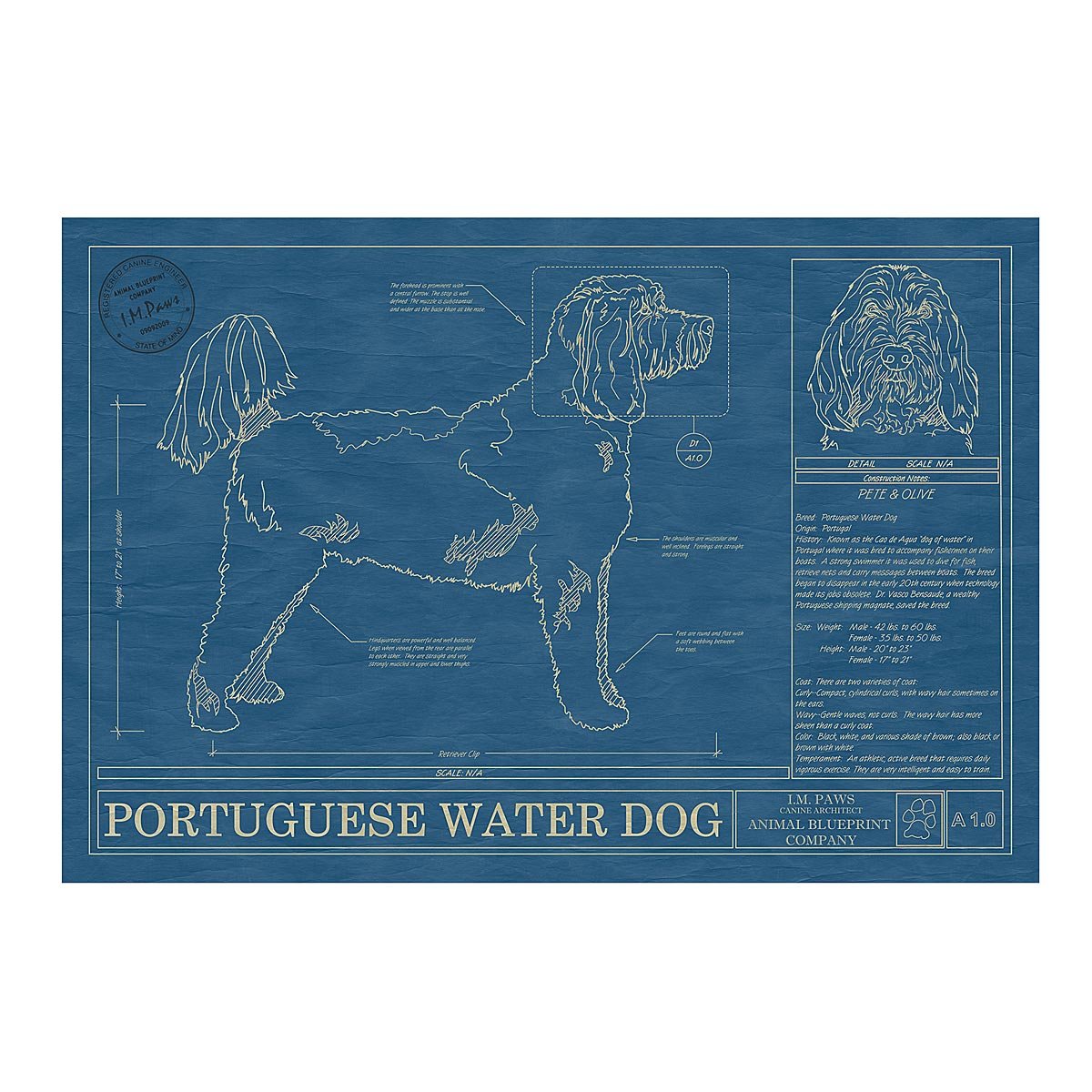 Dog Blueprints - Portuguese Water Dog