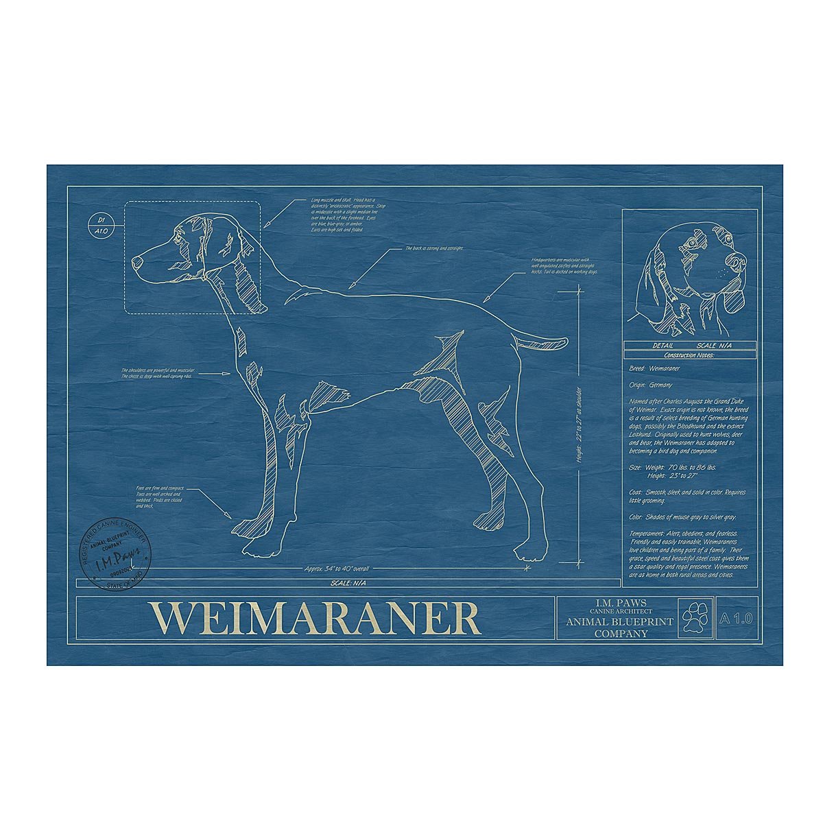 Dog Blueprints - Weimaraner