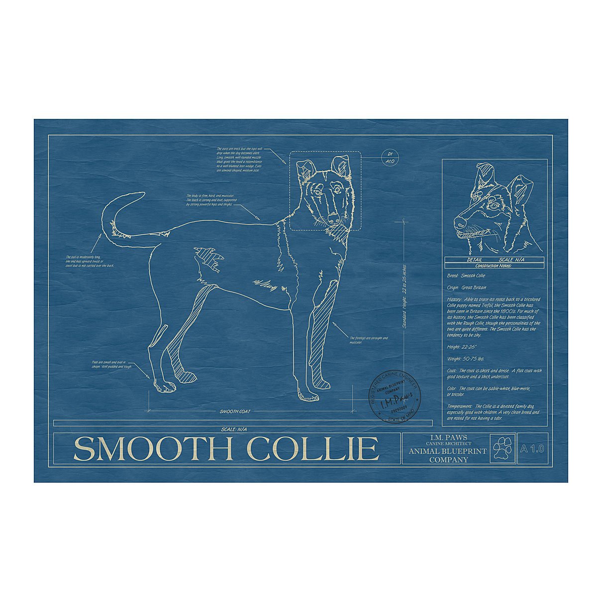 Dog Blueprints - Smooth Collie