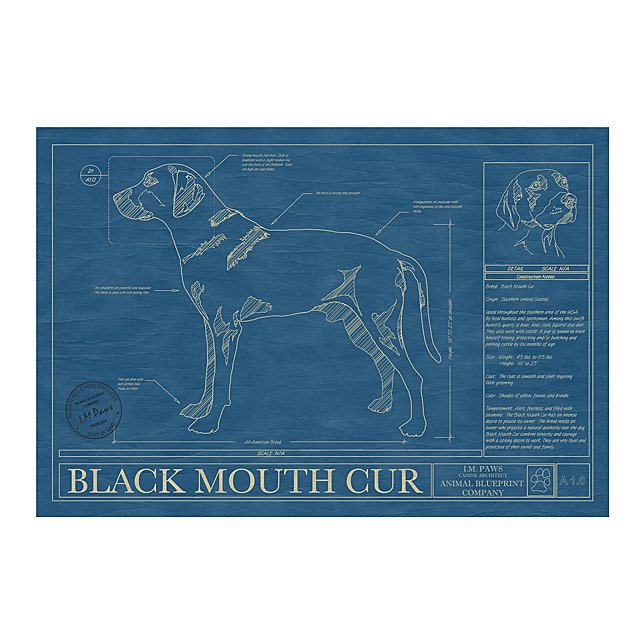 Uncommon Goods Black Mouth Cur Dog Blueprints Framed Wall