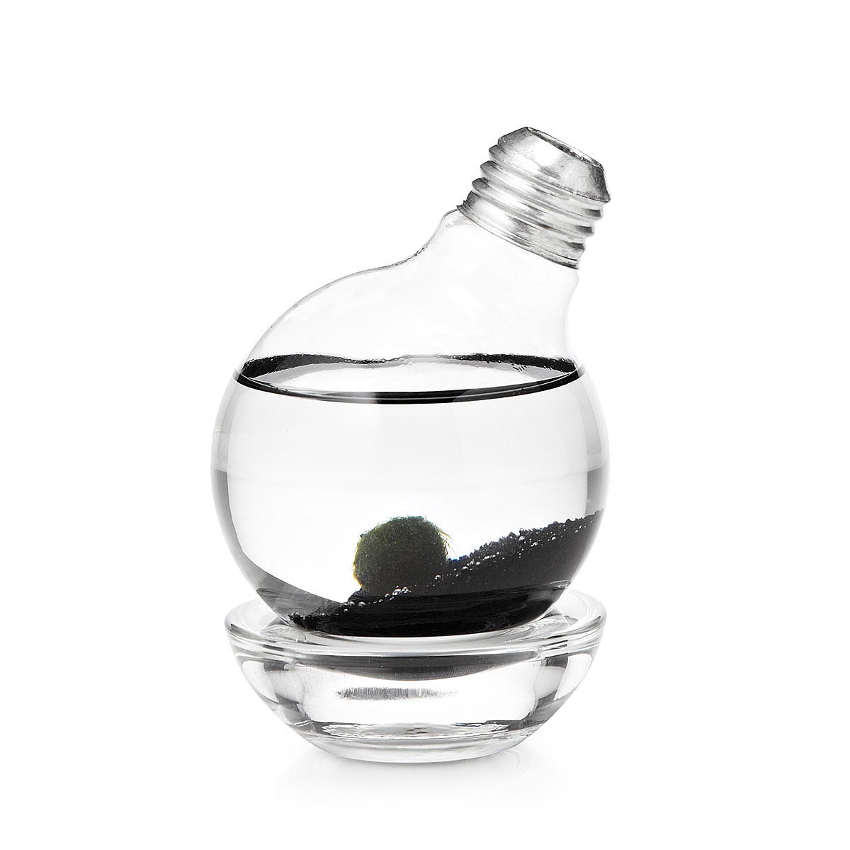 Marimo Moss Ball Light Bulb Terrarium terrarium, lightbulb