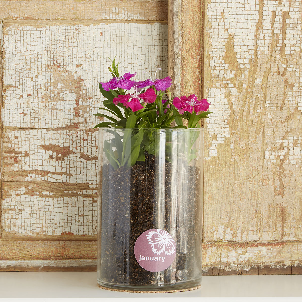 Birth Month Flower Grow Kit - January - Carnation