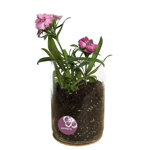 Goods BIRTH MONTH FLOWER GROW KIT