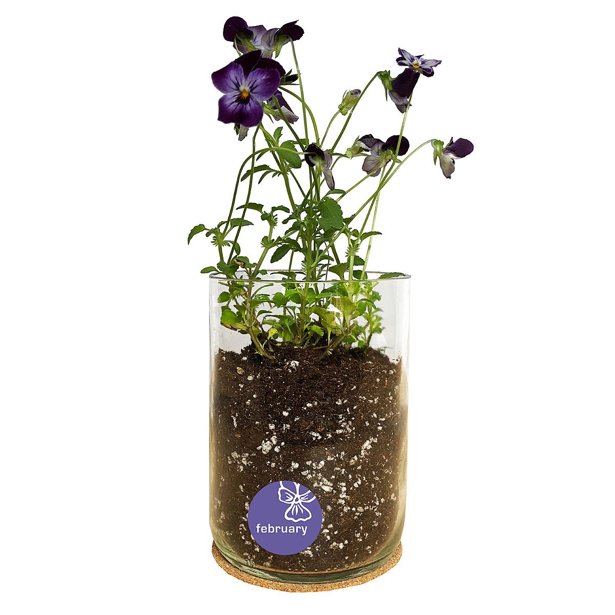 Birth Month Flower Grow Kit - February - Viola