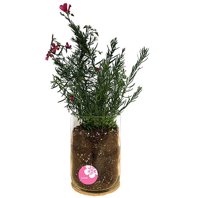 Birth Month Flower Grow Kit Garden Gifts, Birthday Gifts Goods