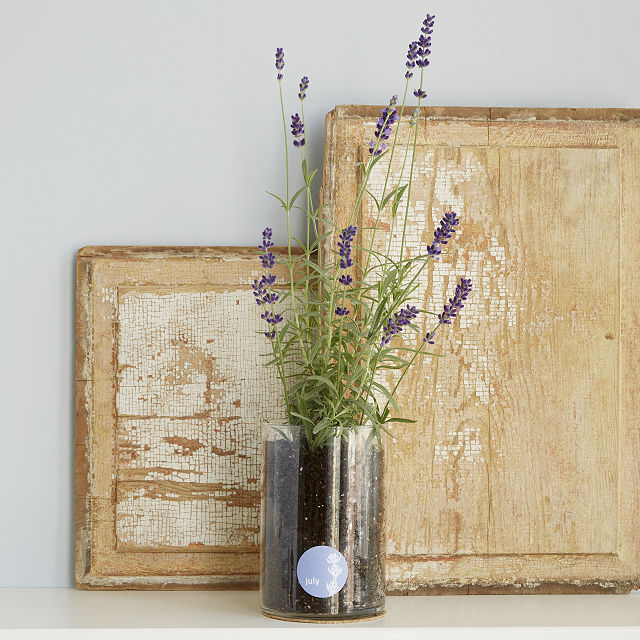 Goods Birth Month Flower Grow Kit Garden Gifts, Birthday Gifts