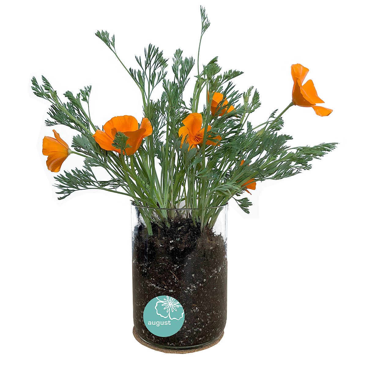 Birth Month Flower Grow Kit - August - Poppy