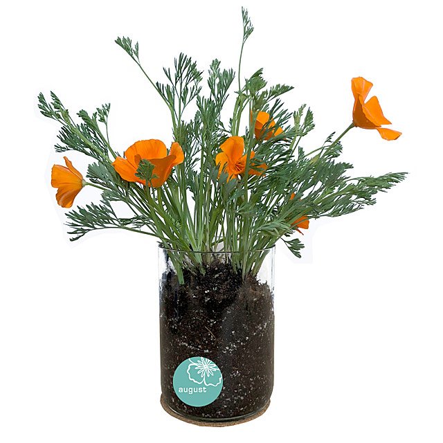 Birth Month Flower Grow Kit