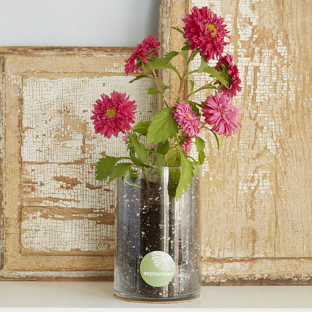 Birth Month Flower Grow Kit