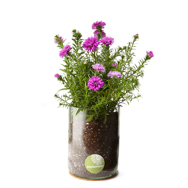Birth Month Flower Grow Kit