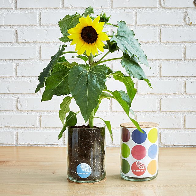 Birth Month Flower Grow Kit