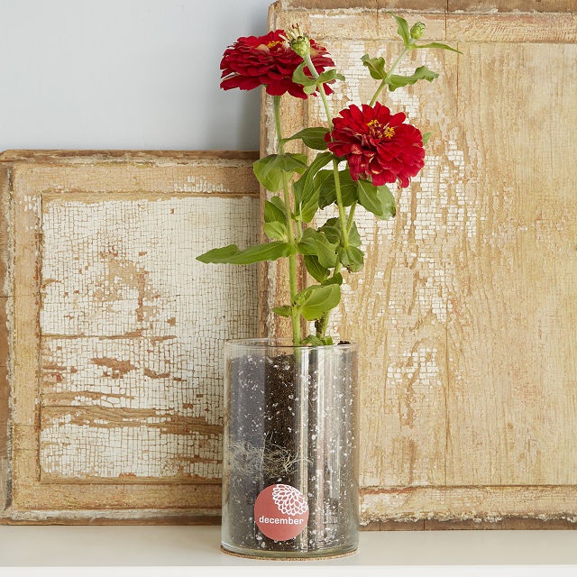 Birth Month Flower Grow Kit Garden Gifts, Birthday Gifts Goods