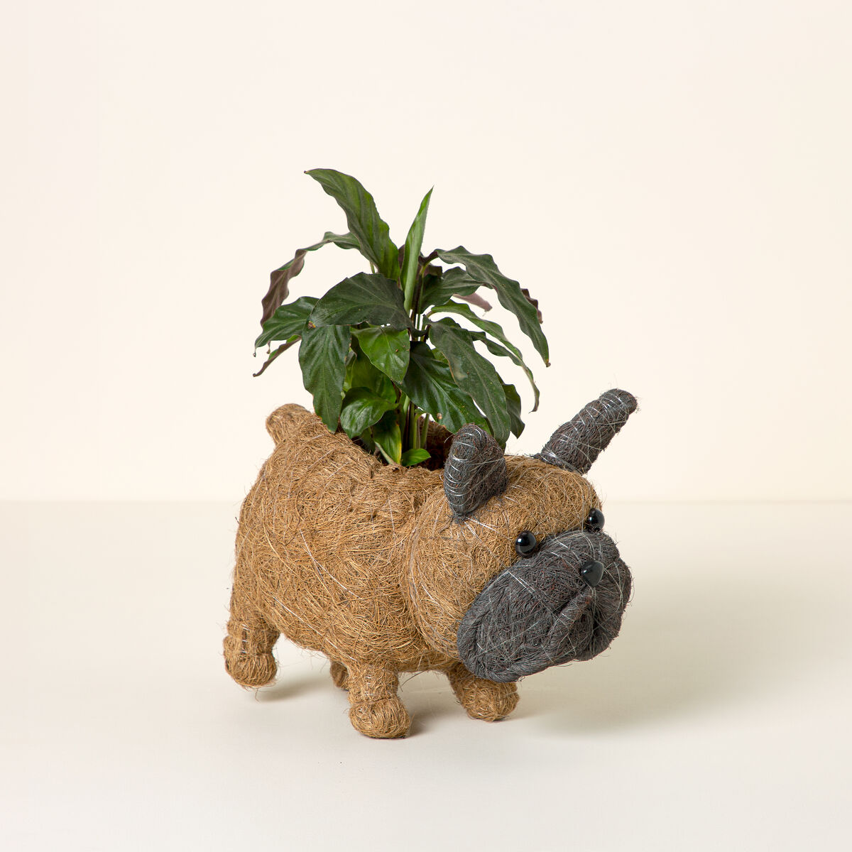 Coconut Fiber Dog Planter - French Bulldog