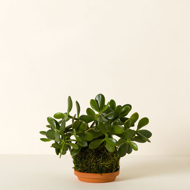 Kokedama Moss Ball Plants