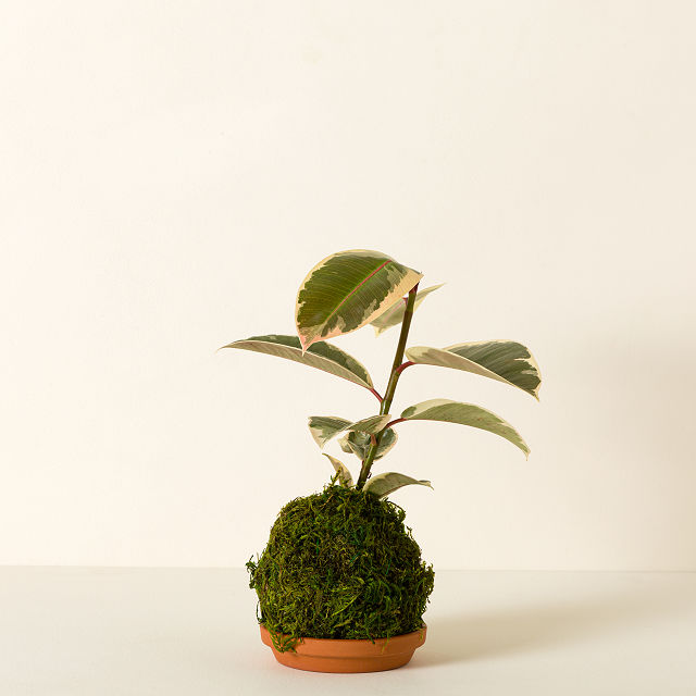 Kokedama Moss Ball Plants