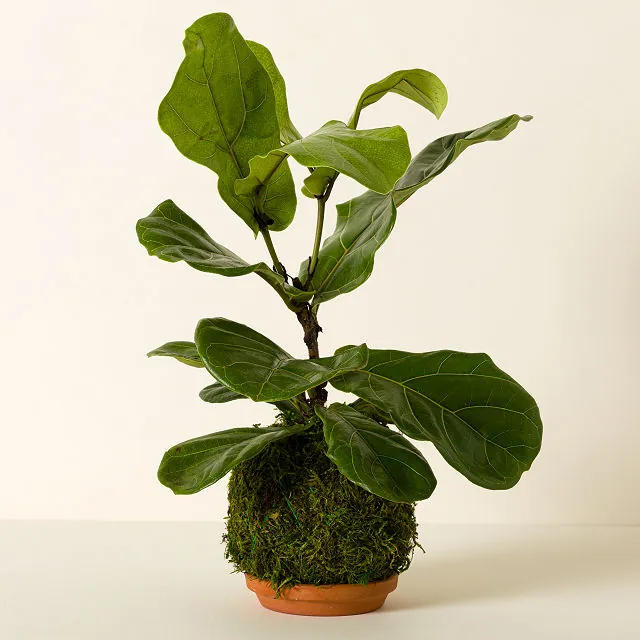 Fiddle Leaf Fig Plant