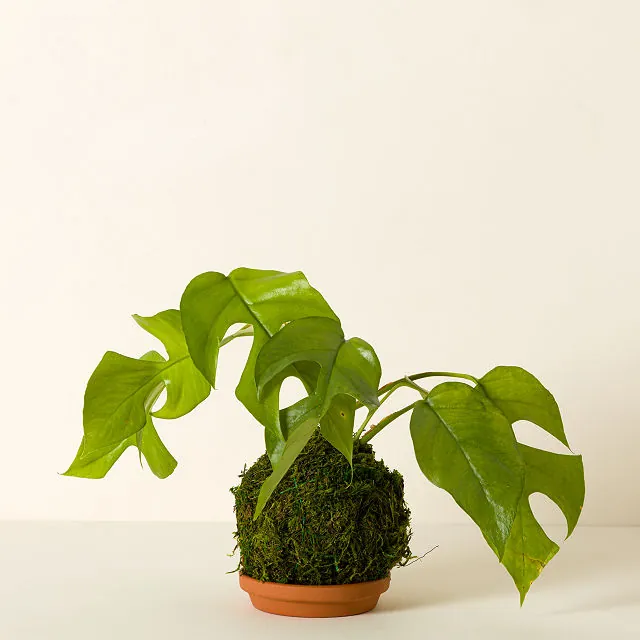 plant nuggets Beleaf Plant-Based Nugget