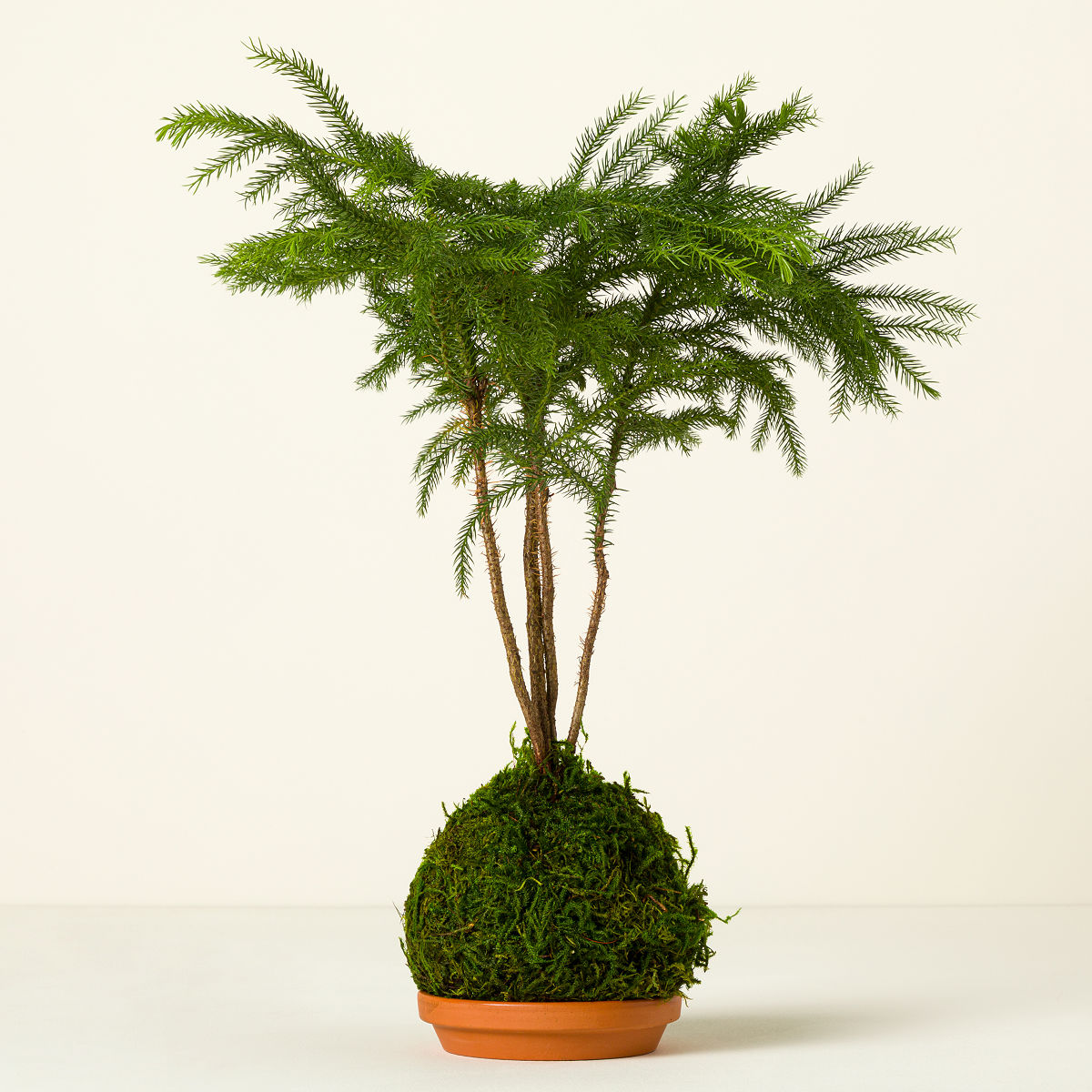 Kokedama Moss Ball Plants - Norfolk Pine