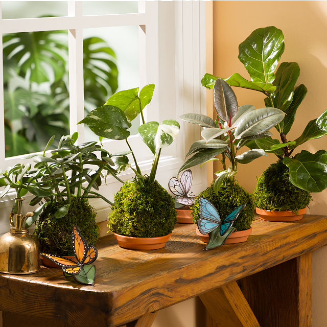 Kokedama Moss Ball Plants