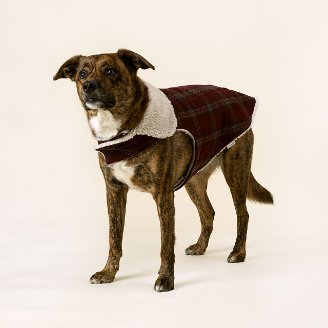 sherpa jacket for dogs