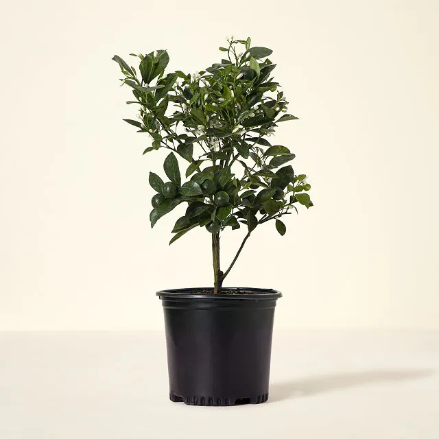 Grow Anywhere Calamondin Tree