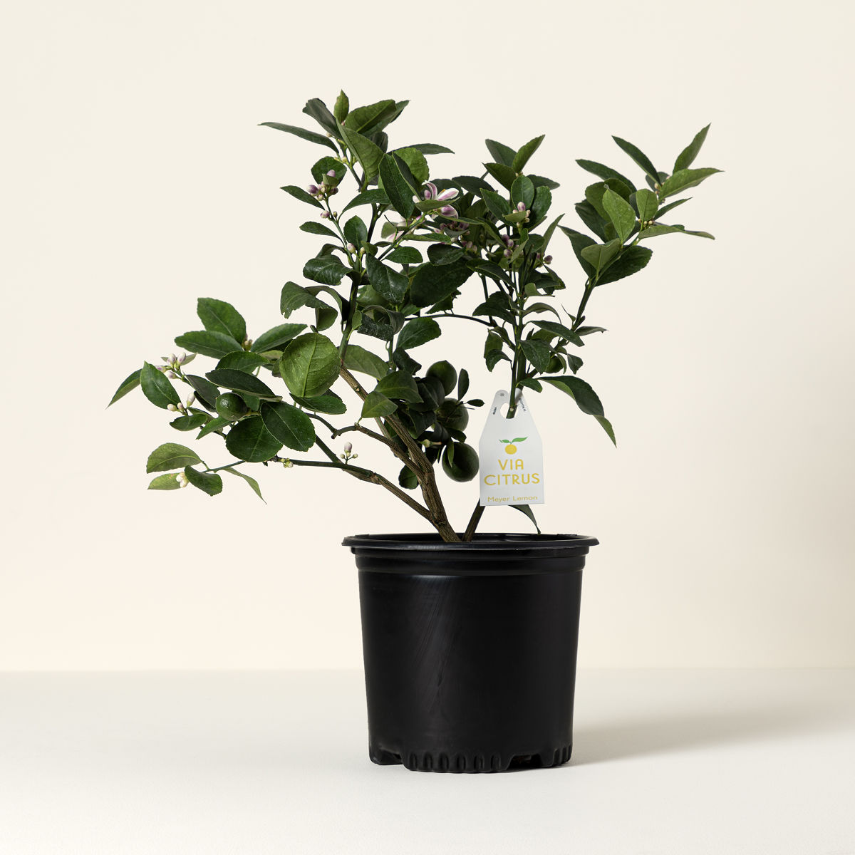 Grow Anywhere Meyer Lemon Tree - Meyer Lemon Tree