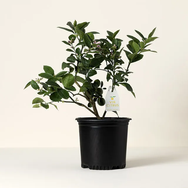Meyer Lemon Tree