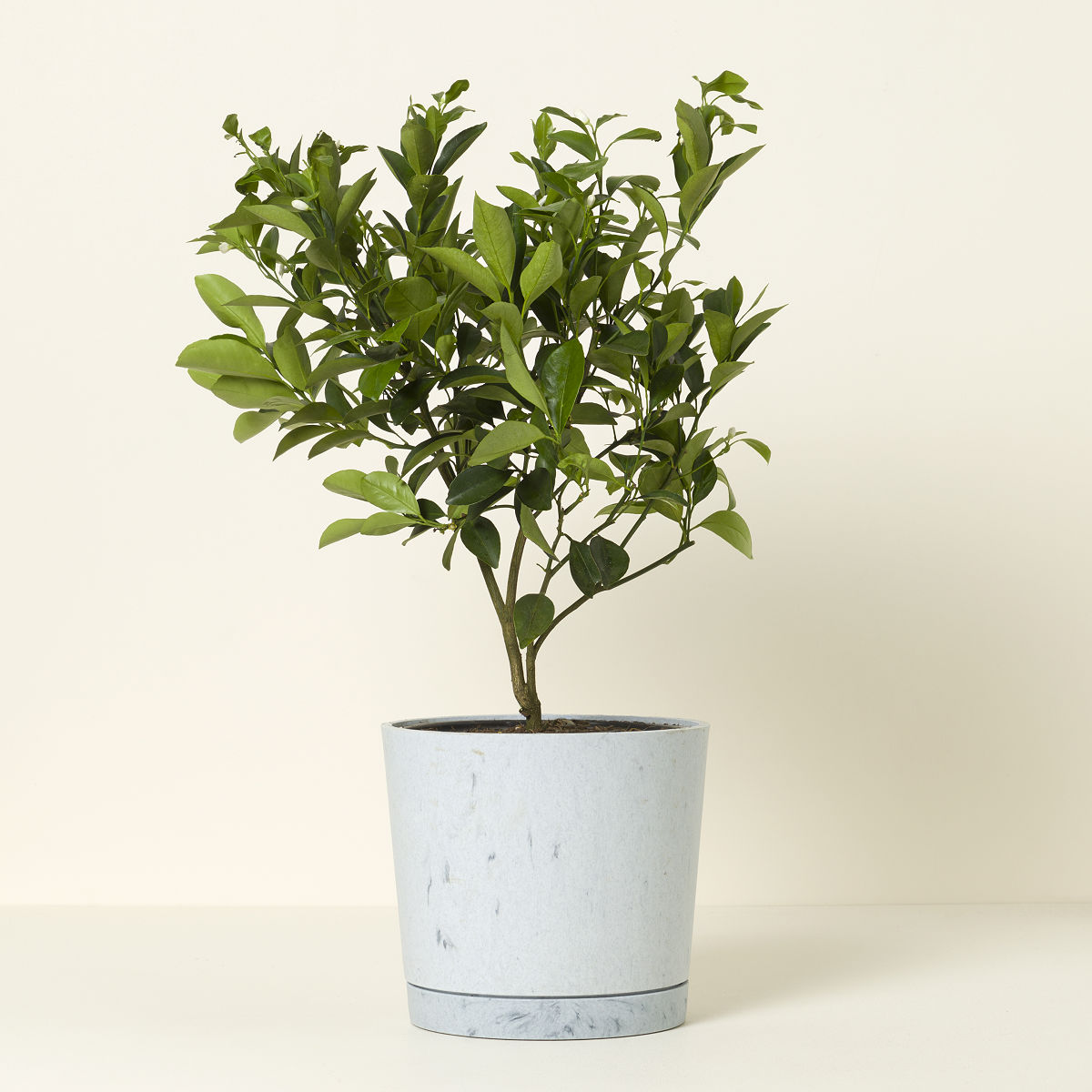 Grow Anywhere Meyer Lemon Tree - Meyer Lemon Tree with Recycled Denim Pot