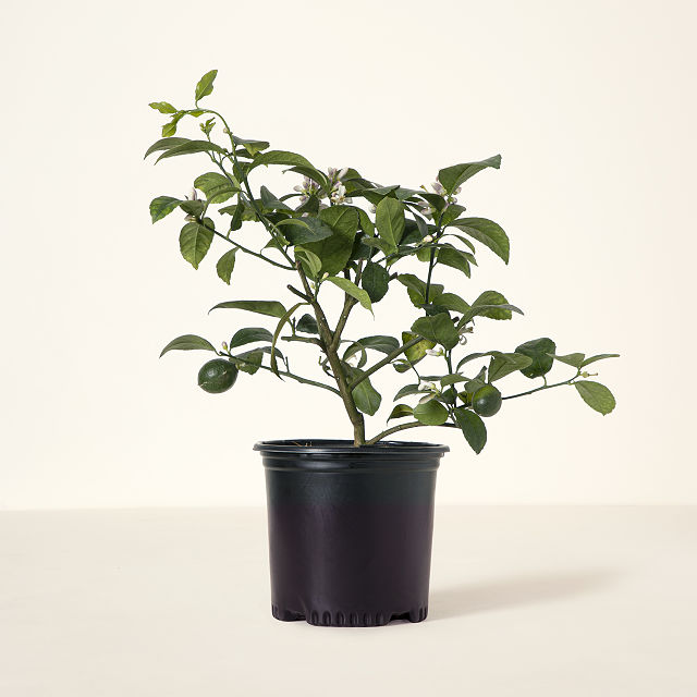 thumbnail image 2 of Home Gardening Seeds 10 Rare Lemon Tree Seeds - Heirloom Fruit Seeds For Indoor & Outdoor Gardening Rare Heirloom Lemon Seeds 2 of 11