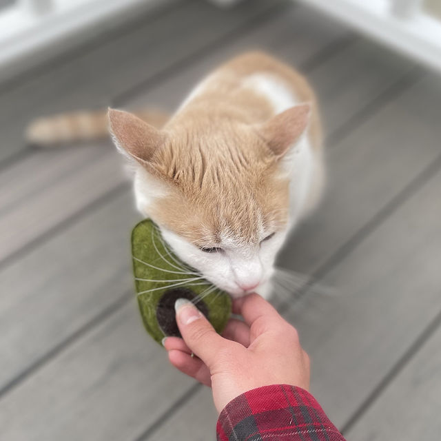 Avogatto Catnip Toy Best Catnip Toys Goods