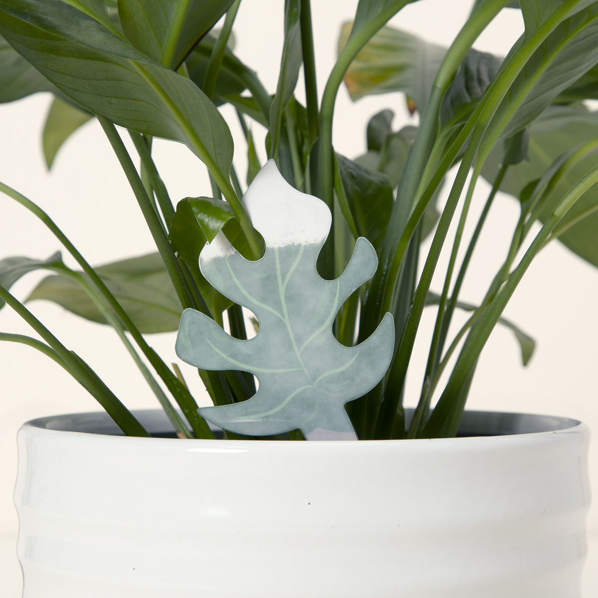 heart leaf philodendron varieties Philodendron Variegated Heart Leaf — Nursery 2 U main image 0