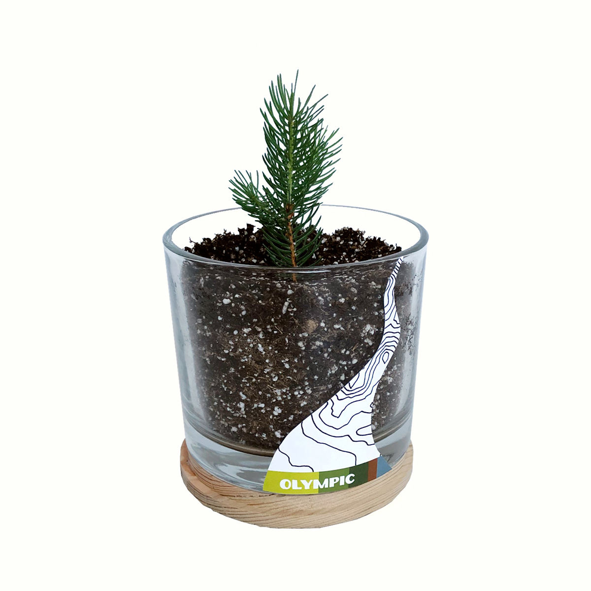 Grow Your Own National Park Botanicals Kit - Olympic - Sitka Spruce