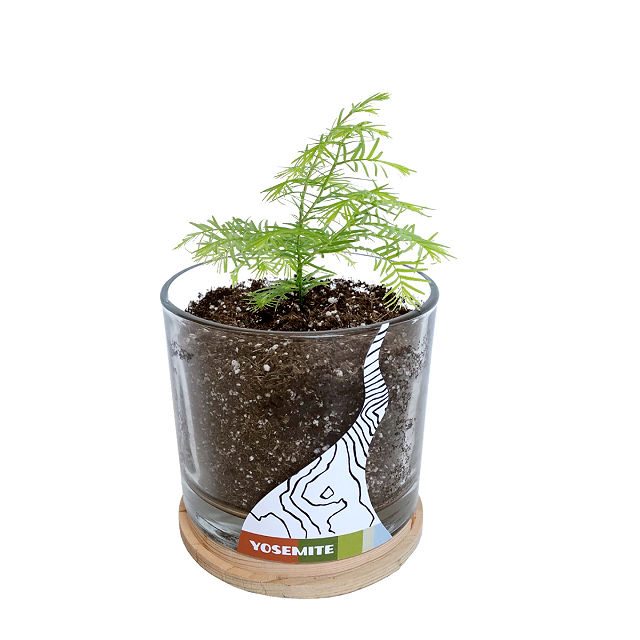 Yosemite - Redwood Seedling