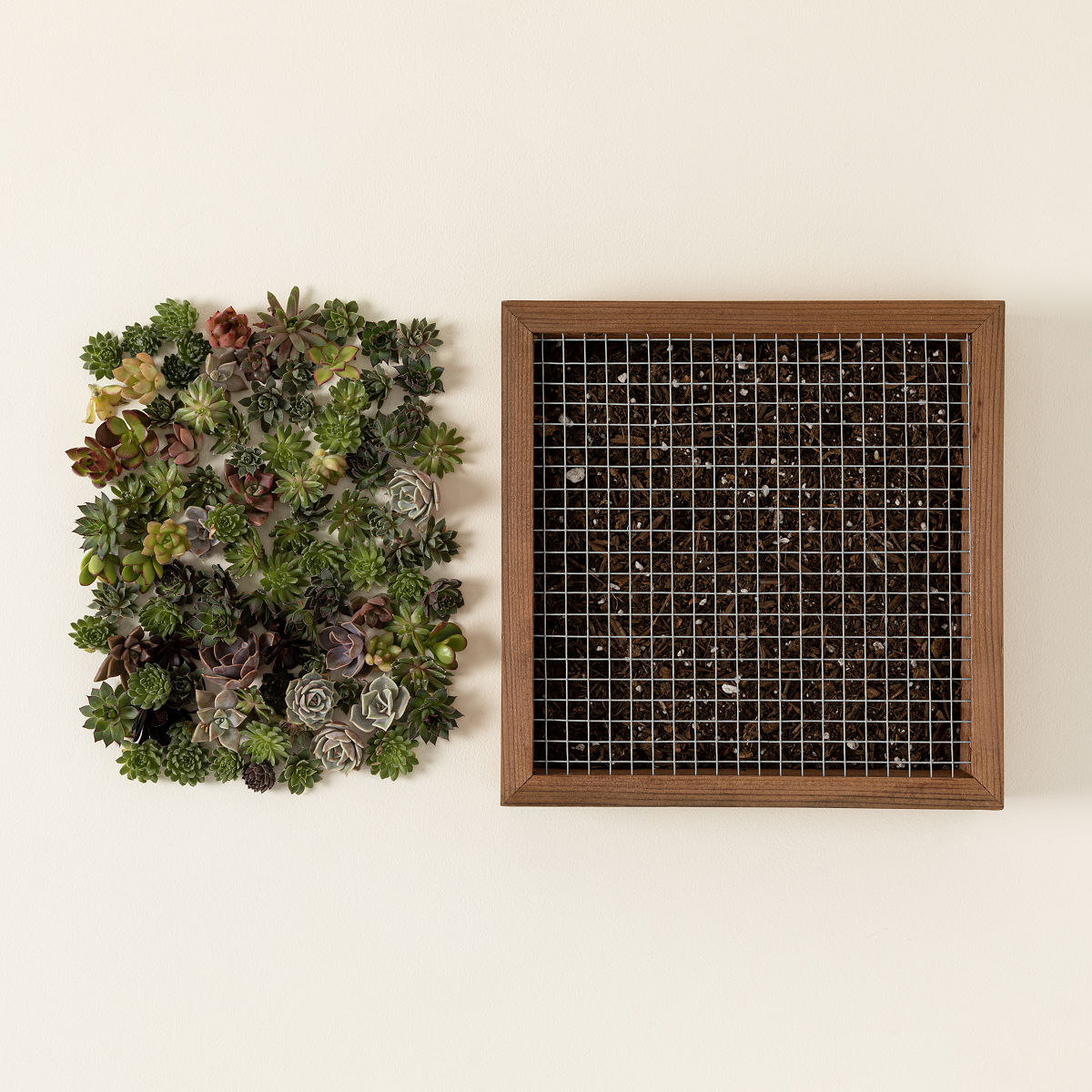 Living Art Succulent DIY Kit - 12x12"