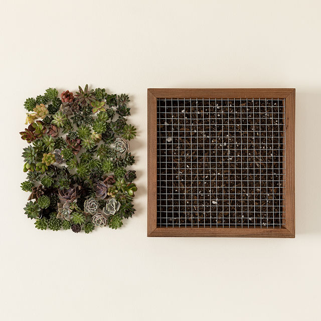 Living Art Succulent DIY Kit