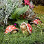 Mushroom Garden Hedgie thumbnail 5