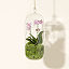 Hanging Orchid Terrarium thumbnail 3