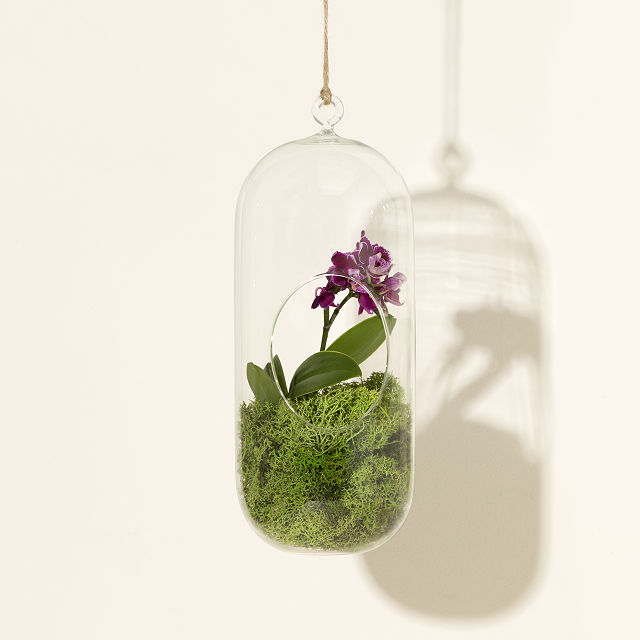 Hanging Orchid Terrarium - Thumbnail 4