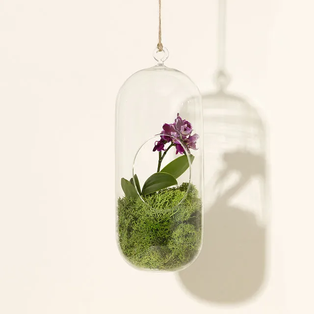 Uncommon Goods | Hanging Orchid Terrarium | Hanging Orchid